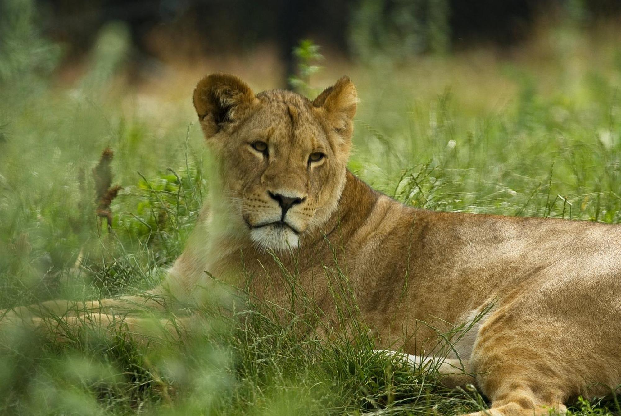 Dyreparken Safarihotell Kristiansand Dış mekan fotoğraf